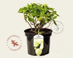 Hydrangea paniculata 'Little Spooky'
