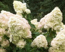 Hydrangea paniculata 'Phantom'