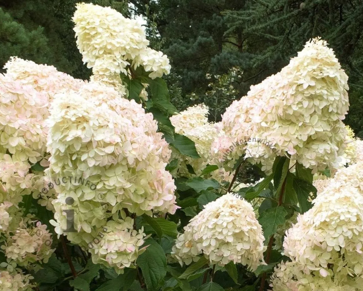 Hydrangea paniculata 'Phantom'