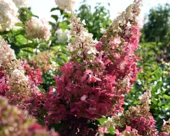 Hydrangea paniculata 'Pinky Winky' - XL