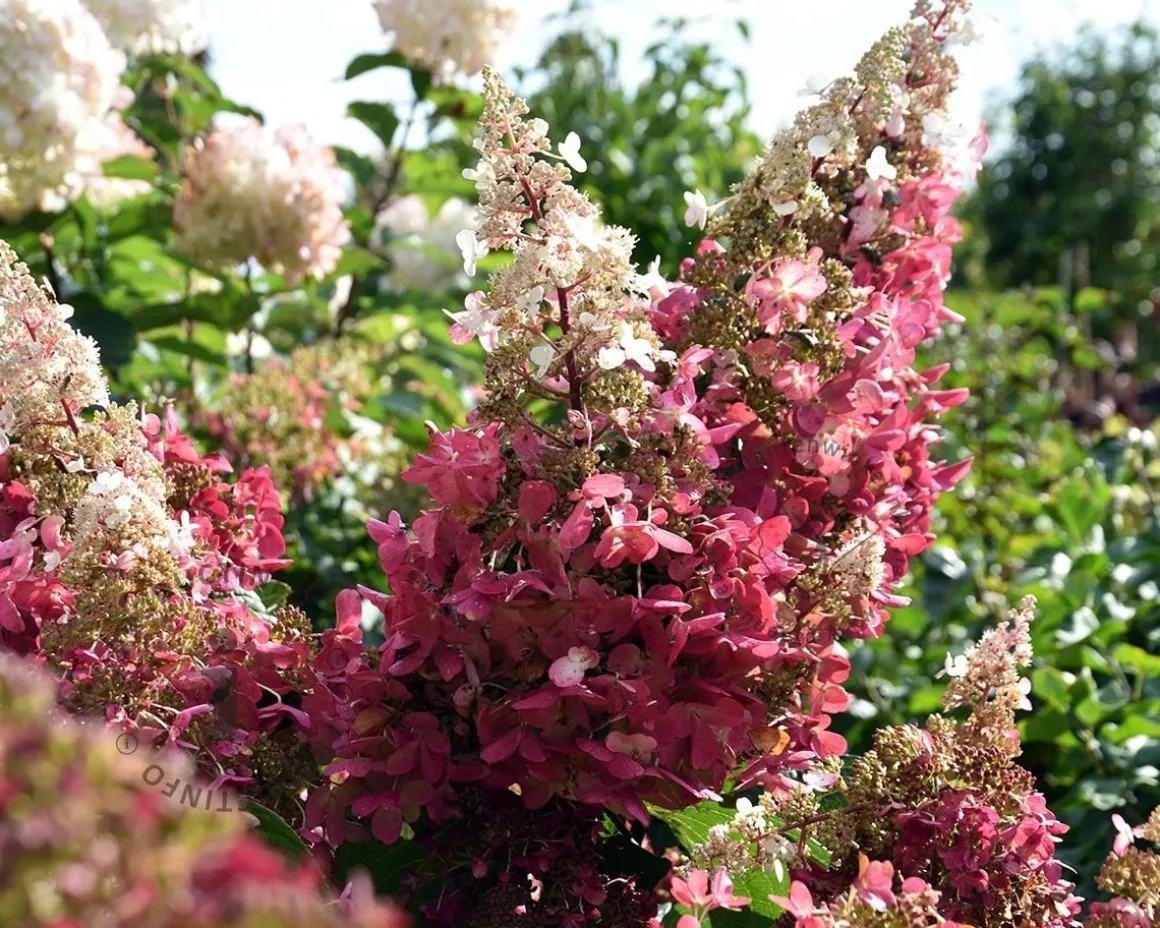 Hydrangea paniculata 'Pinky Winky' - XL