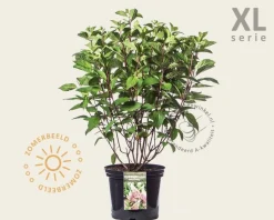 Hydrangea paniculata 'Pinky Winky' - XL