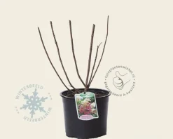 Hydrangea paniculata 'Pinky Winky'