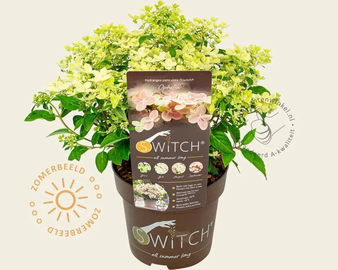Hydrangea paniculata Switch 'Ophelia'