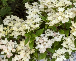 Hydrangea paniculata Switch 'Ophelia'