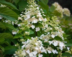 Hydrangea paniculata 'Unique'