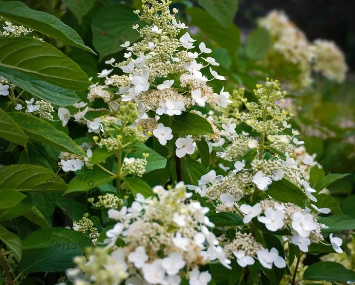Hydrangea paniculata 'Unique'