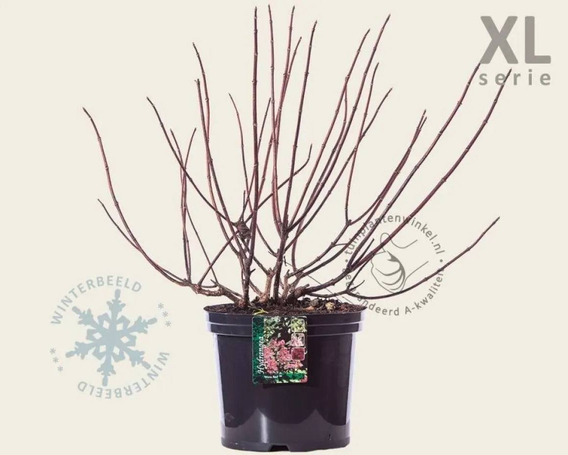 Hydrangea paniculata 'Wim's Red' - XL