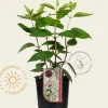 Hydrangea paniculata 'Wim's Red'