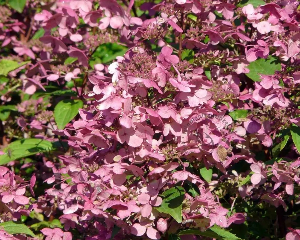 Hydrangea paniculata 'Wim's Red'