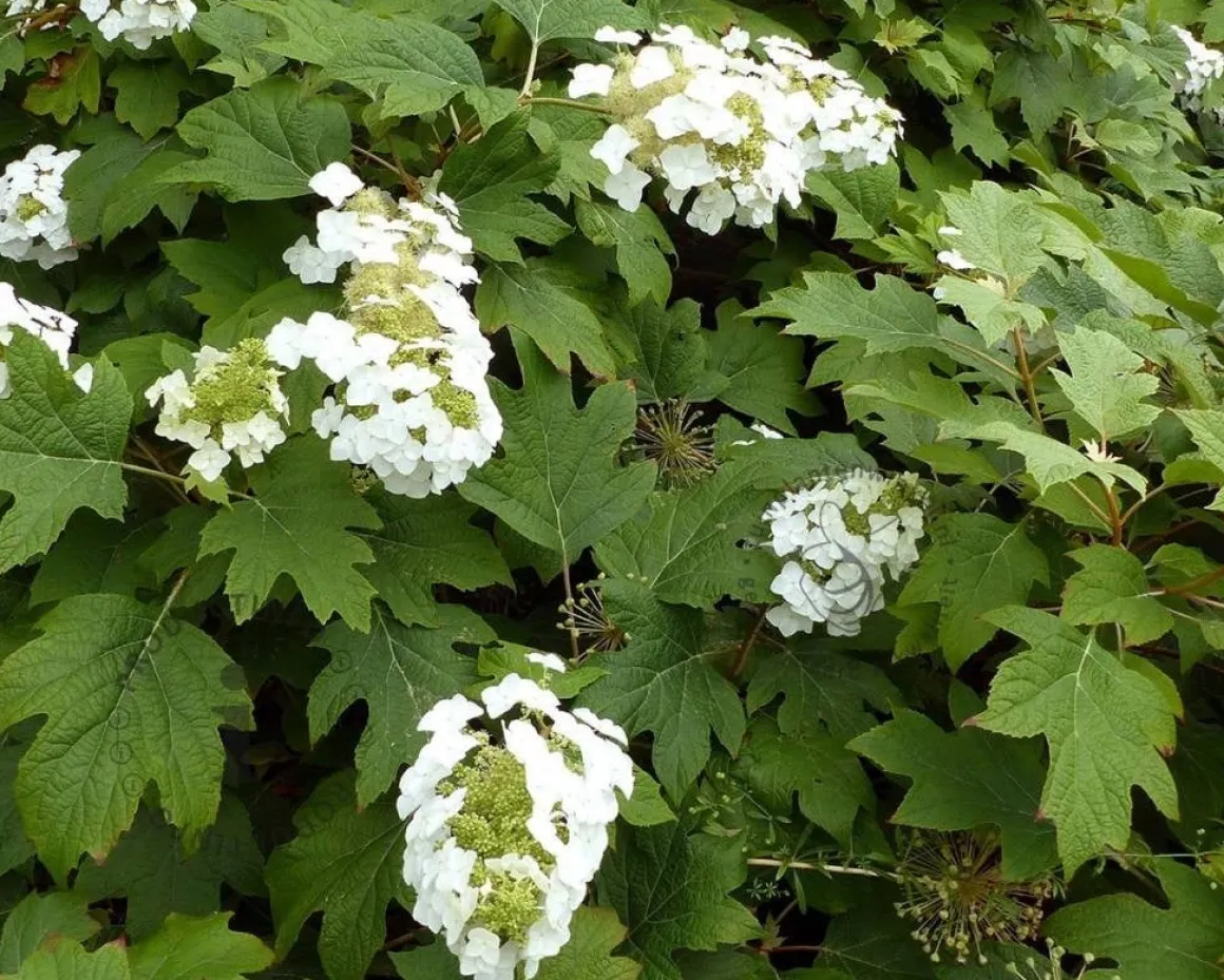 Hydrangea quercifolia