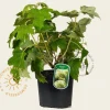 Hydrangea quercifolia 'Harmony'