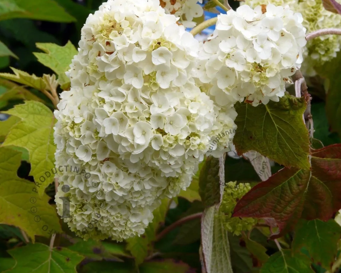 Hydrangea quercifolia 'Harmony'