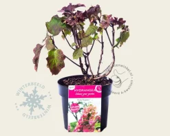 Hydrangea quercifolia 'Ruby Slippers'