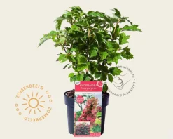 Hydrangea quercifolia 'Ruby Slippers'