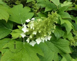 Hydrangea quercifolia 'Snowqueen' - XL