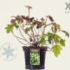 Hydrangea quercifolia - XL