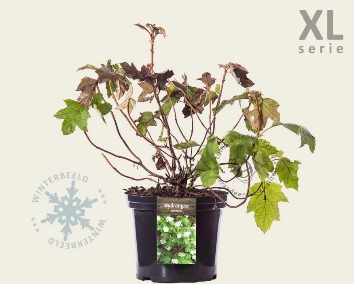 Hydrangea quercifolia - XL