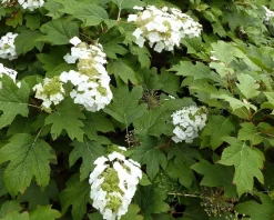 Hydrangea quercifolia - XL