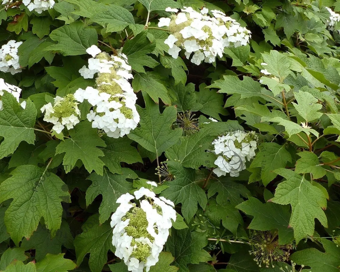 Hydrangea quercifolia - XL