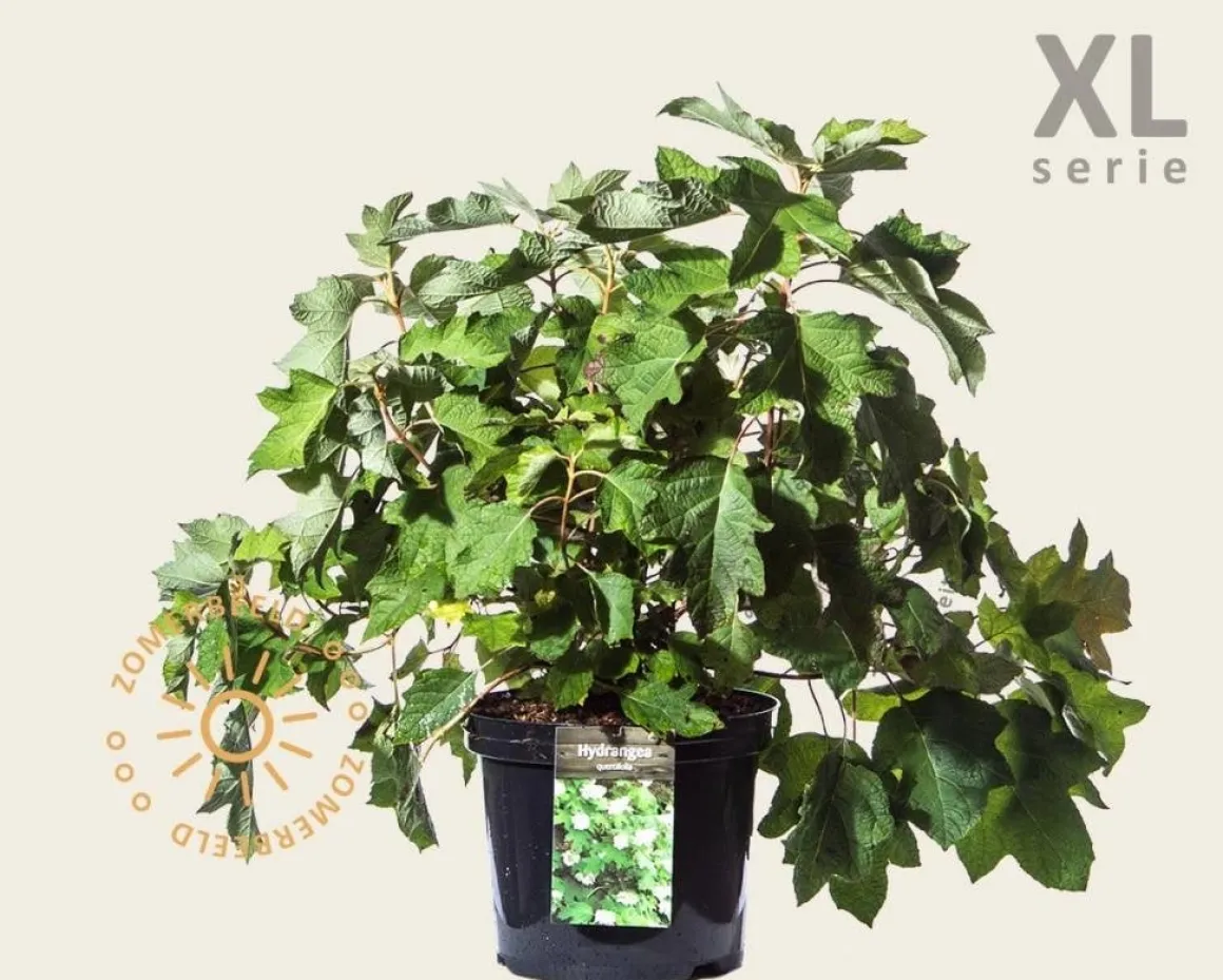 Hydrangea quercifolia - XL