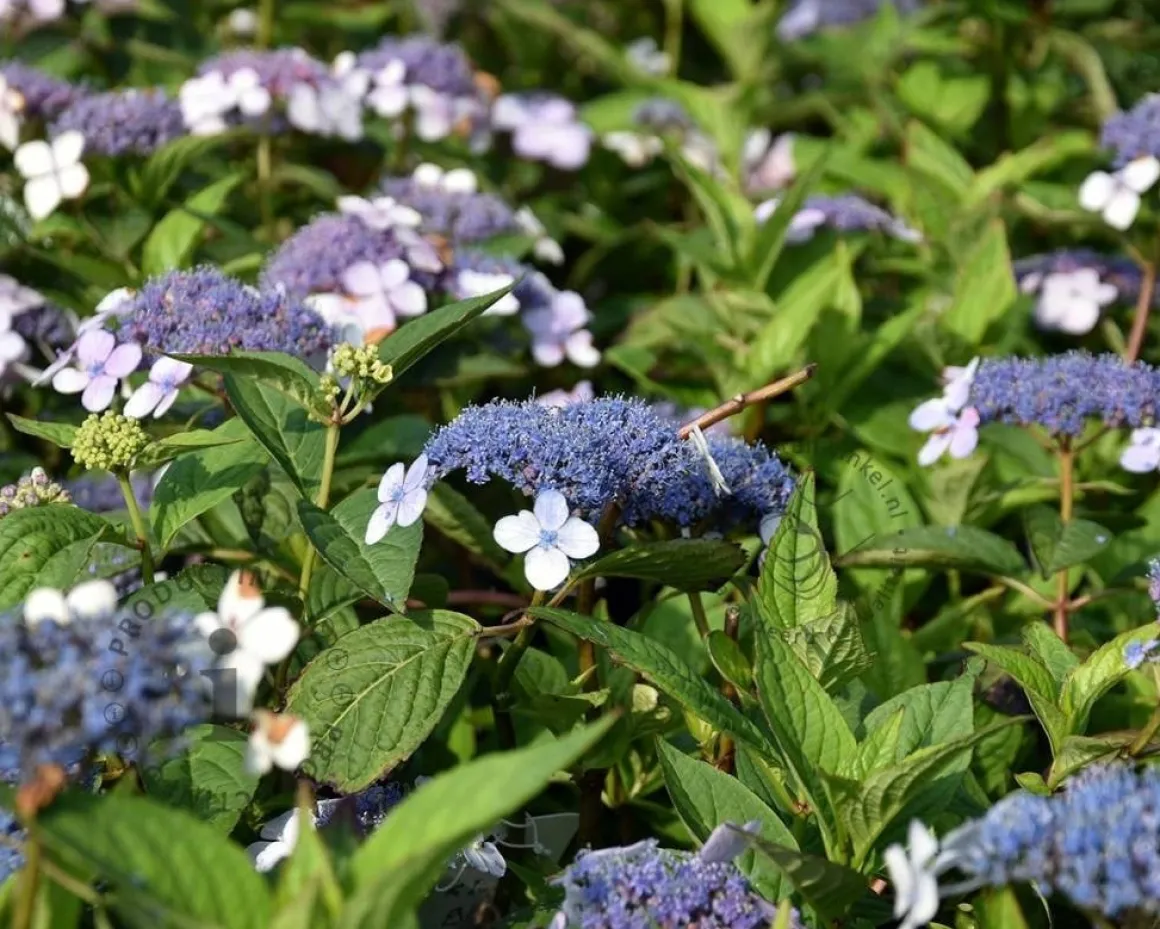 Hydrangea serrata 'Blue Bird'
