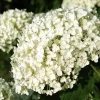 Hydrangea ‘Strong Annabelle’