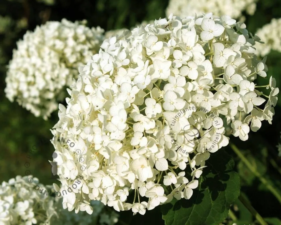 Hydrangea ‘Strong Annabelle’