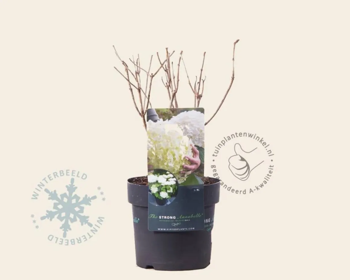 Hydrangea ‘Strong Annabelle’