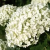 Hydrangea ‘Strong Annabelle’ - XL