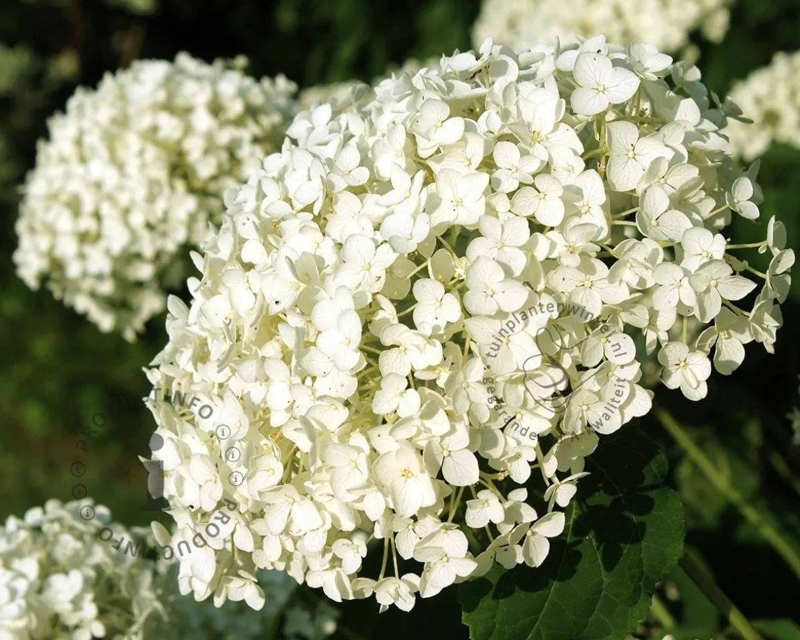 Hydrangea ‘Strong Annabelle’ - XL