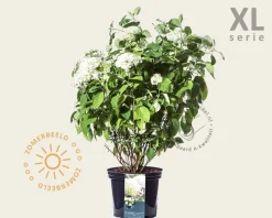 Hydrangea ‘Strong Annabelle’ - XL