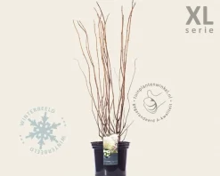 Hydrangea ‘Strong Annabelle’ - XL