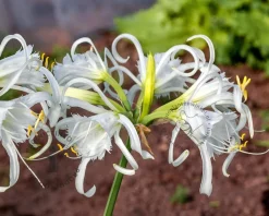 Hymenocallis festalis