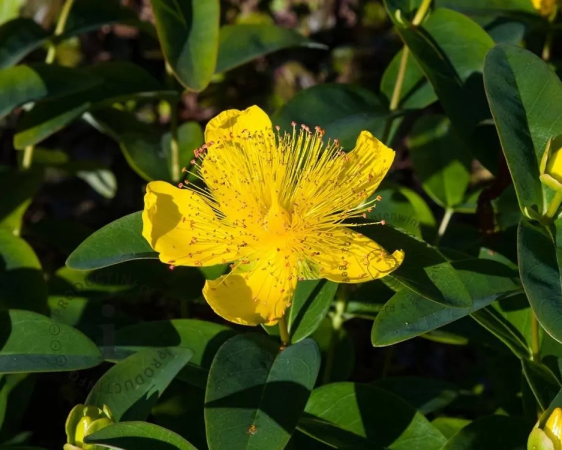 Hypericum calycinum
