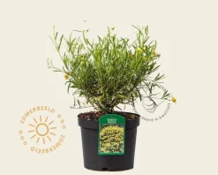 Hypericum densiflorum 'Buttercup'