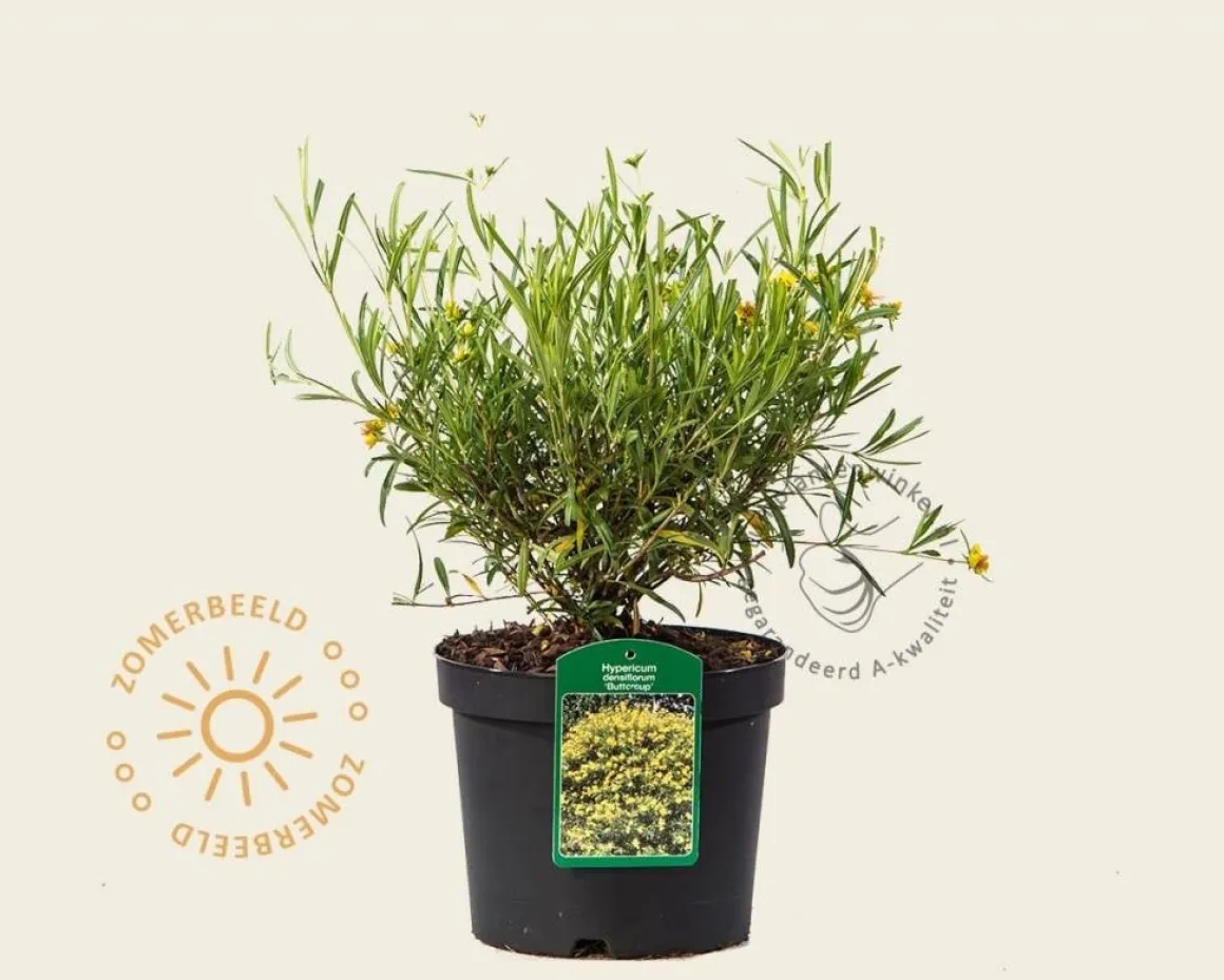 Hypericum densiflorum 'Buttercup'