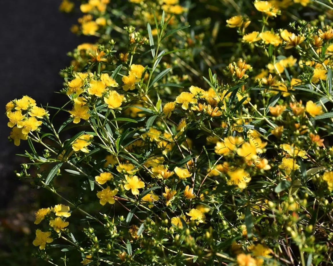 Hypericum densiflorum 'Buttercup'