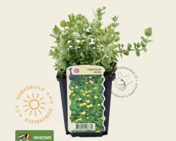 Hypericum elodes