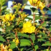 Hypericum 'Hidcote'