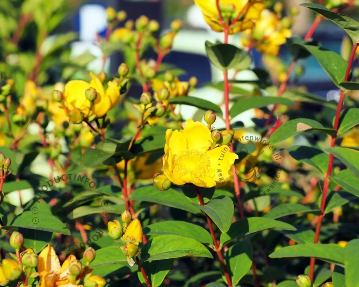 Hypericum 'Hidcote'