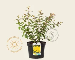 Hypericum 'Hidcote'