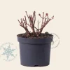 Hypericum 'Magical Limelight'