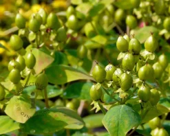 Hypericum 'Magical Limelight'
