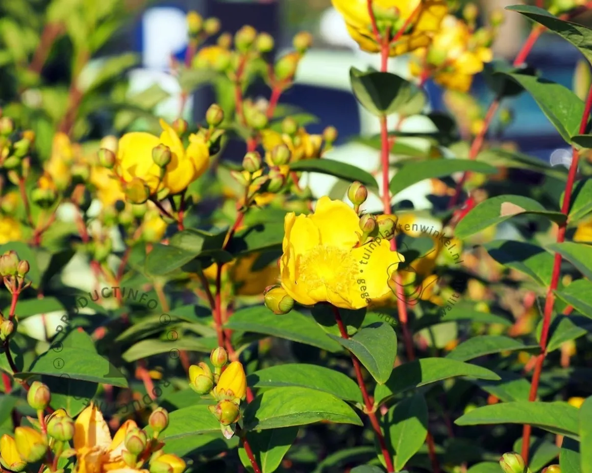 Hypericum 'Magical Limelight'