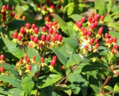 Hypericum 'Magical Red Star'
