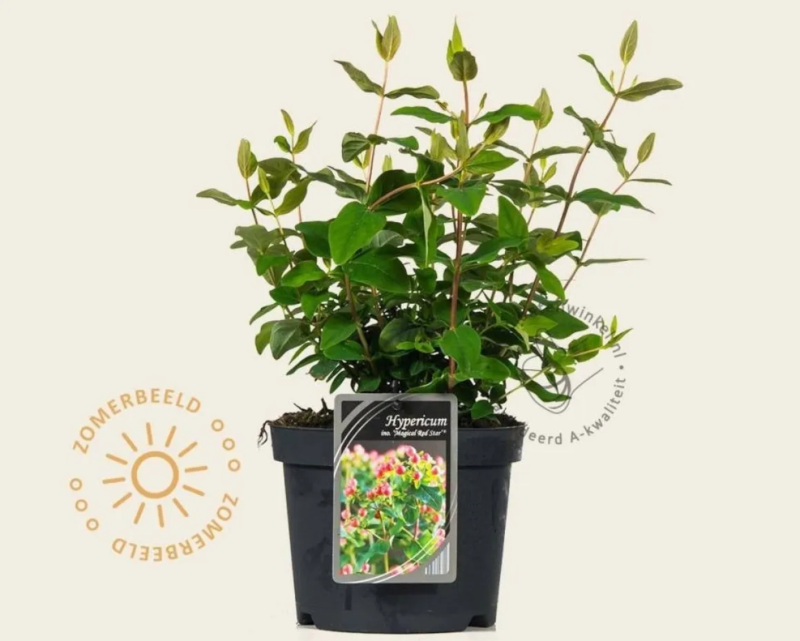Hypericum 'Magical Red Star'