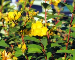 Hypericum 'Magical Red Star'