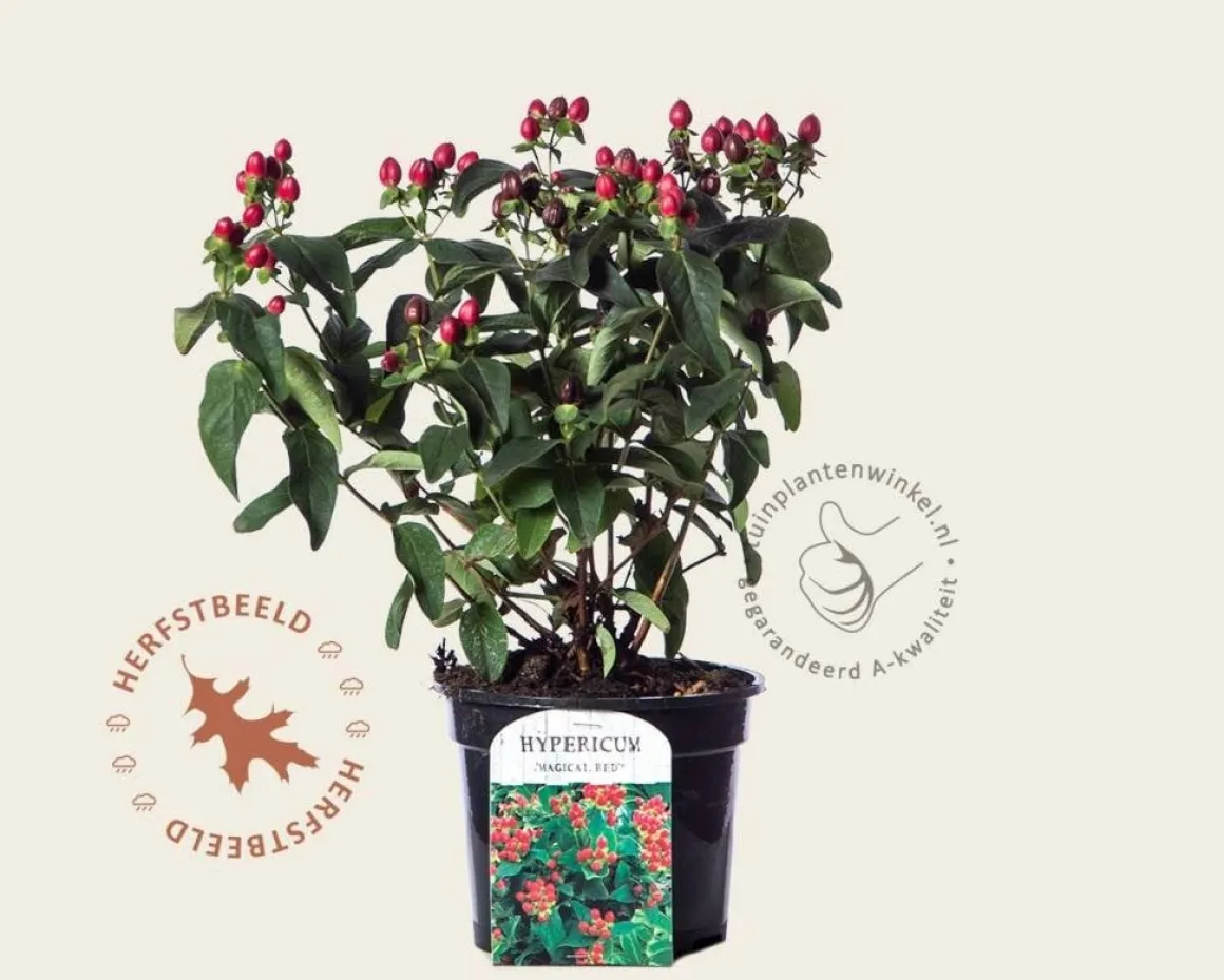 Hypericum 'Magical Red Star'