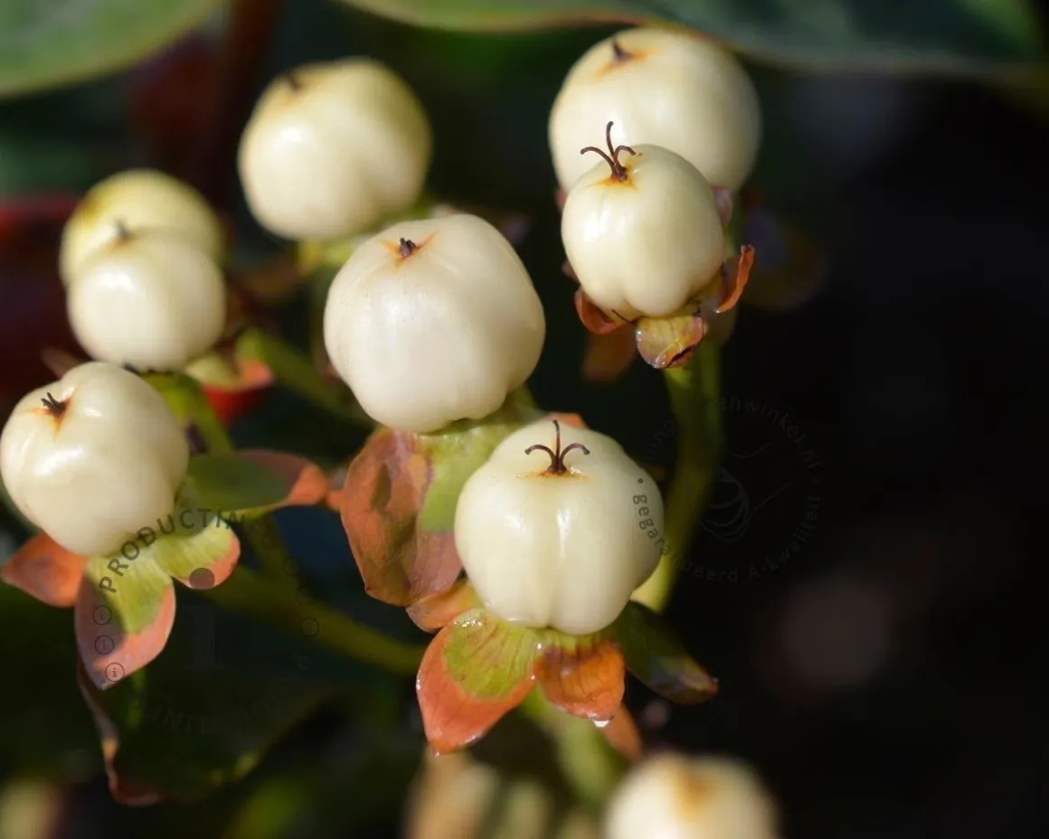 Hypericum 'Magical White'